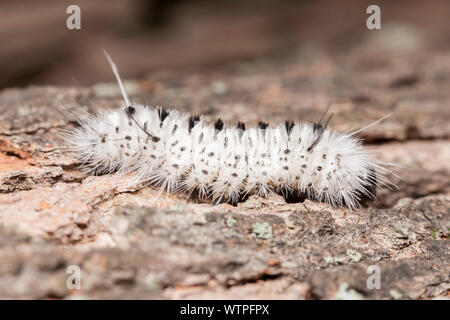 Un Hickory Tussock Moth (Lophocampa caryae) caterpillar (larva) sul lato di un albero. Foto Stock