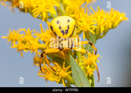 Una femmina Whitebanded ragno granchio (Misumenoides formosipes) attende la preda tra fiori di oro. Foto Stock