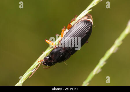 Coleottero di massa (Pseudoophonus) Foto Stock