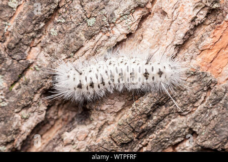 Un Hickory Tussock Moth (Lophocampa caryae) caterpillar (larva) sul lato di un albero. Foto Stock