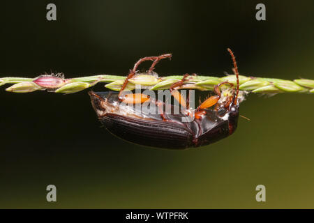 Coleottero di massa (Pseudoophonus) Foto Stock