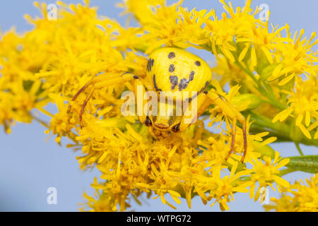 Una femmina Whitebanded ragno granchio (Misumenoides formosipes) attende la preda tra fiori di oro. Foto Stock