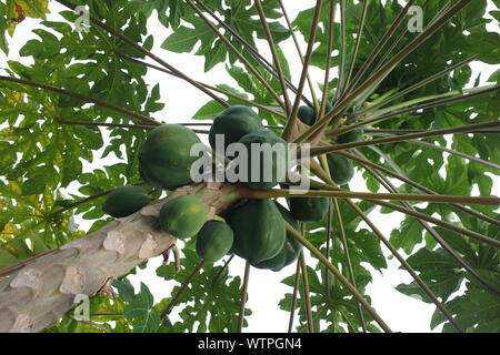 Papaya verde Foto Stock