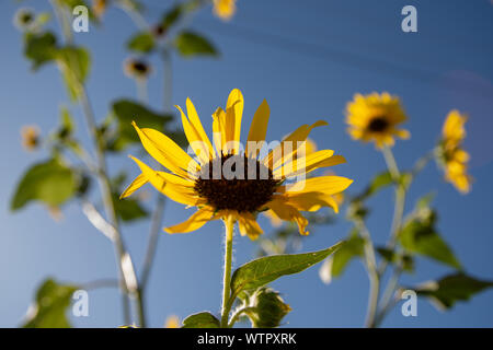 Gruppo di girasoli selvatici al tramonto. Foto Stock