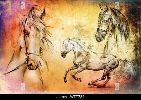 Freehand testa di cavallo arte illustrazione Foto Stock