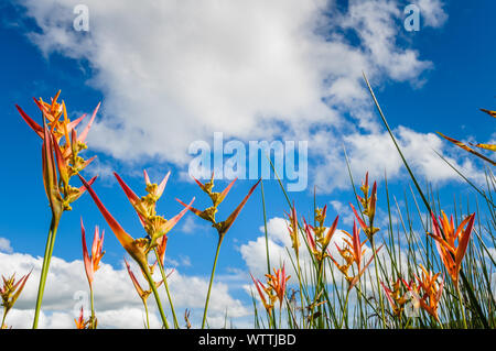 Un gruppo di canguri Paw fiori e canne contro una nuvolosa giornata blu-cielo chiaro al lago Barrine, Atherton Tablelands, Queensland, Australia. Foto Stock