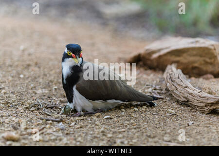 Femmina Pavoncella nastrati Nesting Foto Stock