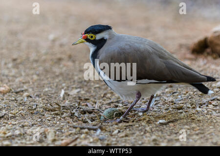 Femmina Pavoncella nastrati Nesting Foto Stock