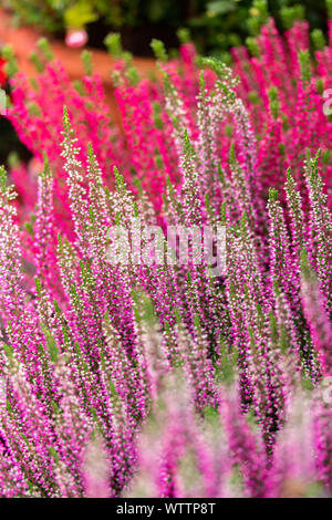 Heather Calluna blossom rosa rosso piccoli fiori su un ramoscello, verticale. Heather vulgaris Calluna vulgaris fiore nel giardino fiorito Foto Stock