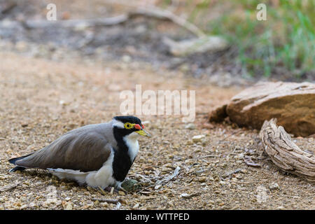 Femmina Pavoncella nastrati Nesting Foto Stock