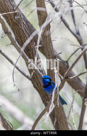 Straordinariamente bella maschio splendida fata wren Foto Stock