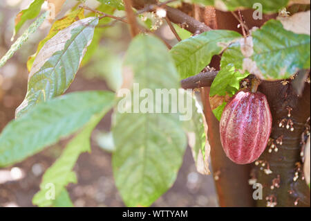 Rosso pod di cacao su albero vista ravvicinata con spazio di copia Foto Stock