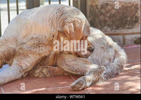 Cane morde la sua pelliccia. Animale insetto parassita di tema Foto Stock