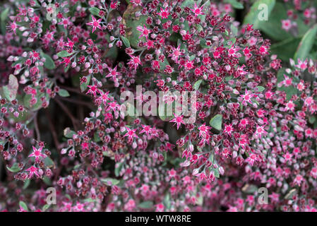 Hylotelephium Ruby Glow,Sedum Ruby Glow. Rosso fiori rosa. Sedum cauticola 'Robustum' Foto Stock