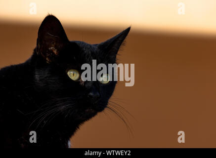 Gatto nero con gli occhi verdi Foto Stock