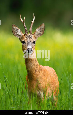 Curioso il capriolo Capreolus capreolus, buck staring e cerca di pericolo su un verde prato con alte erba verde e giallo fiore fiori selvatici in Foto Stock