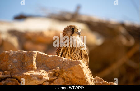 Close-up giovani hawk nel suo habitat naturale Foto Stock