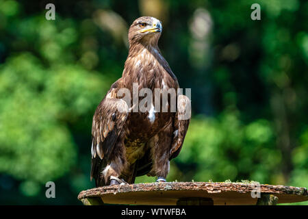 La Harris's hawk, Parabuteo unicinctus precedentemente noto come la baia-winged hawk o dusky hawk, è un medio-grande rapace Foto Stock