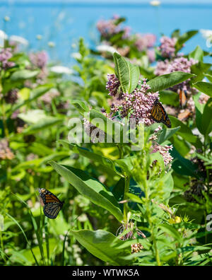 Due farfalle monarca alimentazione su piante milkweed vicino al Lago Huron Foto Stock