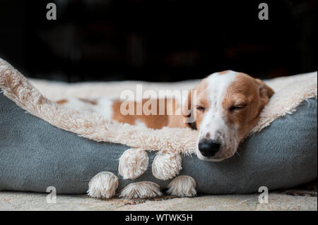 Bassotto cucciolo dorme accogliente a casa nel suo letto di cane Foto Stock