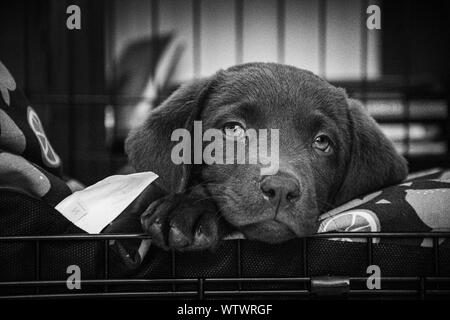 Un simpatico shot del mio nuovo cioccolato labrador addormentarsi con la sua nuova casa per il suo primo giorno a casa in bianco e nero Foto Stock