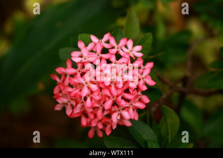 Closeup rosa ixora o west indian jasmine in piena fioritura, il fuoco selettivo Foto Stock