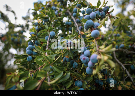 Susine mature su alberi in un frutteto durante una soleggiata giornata autunnale Foto Stock