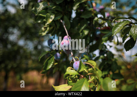 Susine mature su alberi in un frutteto durante una soleggiata giornata autunnale Foto Stock