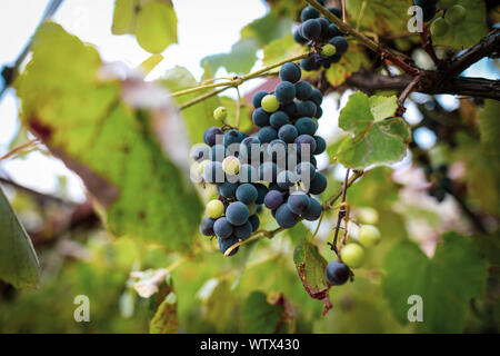 Uva nera in vigna durante uno dei primi giorni di autunno Foto Stock