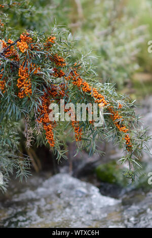 Un ramo di Hippophae pieno con berry Foto Stock