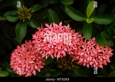 Bella forma di rosa ixora o west indian gelsomino in fiore nel giardino, il fuoco selettivo Foto Stock