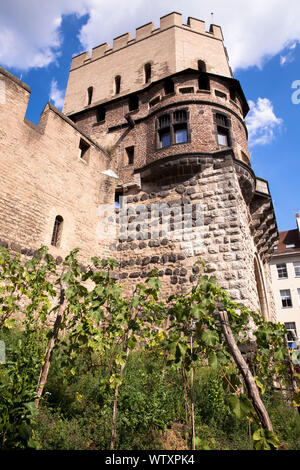 Grapevine presso la storica town gate Severinstorburg presso la piazza Chlodwig nella parte sud della città di Colonia, Germania. Weinreben an der Severins Foto Stock