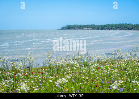 Tipo assortiti di bellissimi fiori selvatici in Aransas NWR, Texas Foto Stock