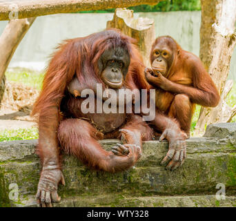 Adulti femmine e maschi giovani orangutan, Gembira Loka Zoo, Yogyakarta, Indonesia Foto Stock