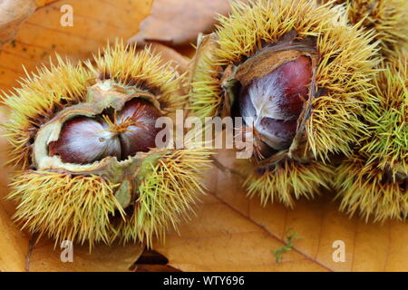 Le castagne, sansa e foglie di morti dopo il raccolto durante l'autunno Foto Stock