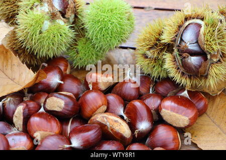 Le castagne, morto le foglie e i cartocci dopo la raccolta in un bosco in autunno Foto Stock