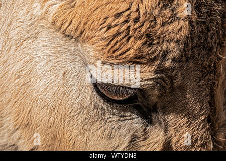 Close up dell'occhio di un asino in vista laterale Foto Stock