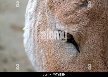 Primo piano di un occhio di un asino Foto Stock