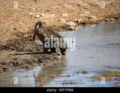 Un babbuino Chacma bere in corrispondenza di un foro di irrigazione nel sud della savana africana Foto Stock