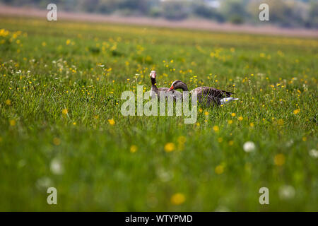 Due oche graylag in cerca di cibo, prato con giallo renoncules Foto Stock