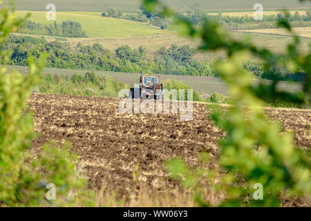 Un trattore agricolo aratri un campo con un aratro dopo la mietitura del frumento sotto i raggi del sole di sera. Nero Terra fertile. Foto Stock