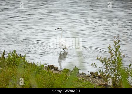 Una Garzetta,la pesca sul bordodella un lago Foto Stock