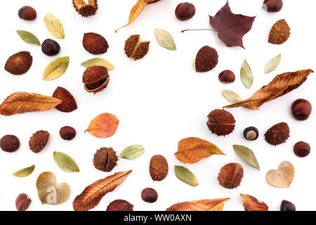 Composizione di autunno, cornice fatta di ghiande, castagne e foglie secche su sfondo bianco. Appartamento laico, vista dall'alto. Foto Stock
