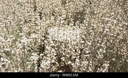Il bianco dei fiori di Spartocytisus supranubius conosciuto localmente come Retama del Teide o una scopa del Teide un arbusto endemico a dominante l'alta area altitudine Foto Stock