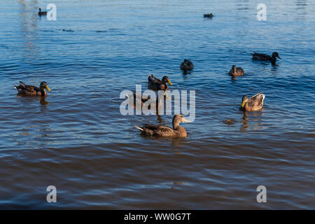 Un gregge di le anatre bastarde nel fiume con riflesso azzurro. Belli uccelli in attesa di cibo nel lago. Alimentazione animale sul tramonto. Foto Stock