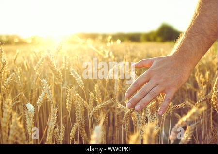 Campo di grano. Spighe di grano dorato. Bel Tramonto paesaggio. Sfondo di orecchie di maturazione. Mature del raccolto di cereali. closeup Foto Stock