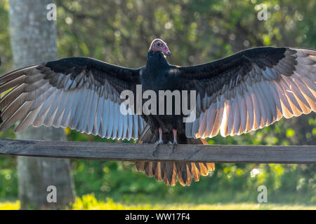 La Turchia vulture allarga le sue ali per asciugarli - Florida Foto Stock