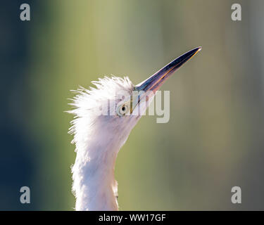 Profilo di un po' immatura airone cenerino Foto Stock