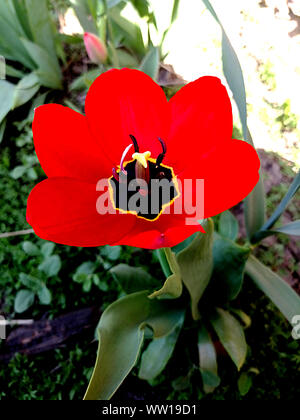 Rosso Tulipano aperto con medio nero su sfondo sfocato Foto Stock