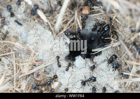 Piccole formiche nero (Lasius fuliginosus, Dendrolasius fuliginosus) che va verso il loro nido in Toscana, Italia Foto Stock